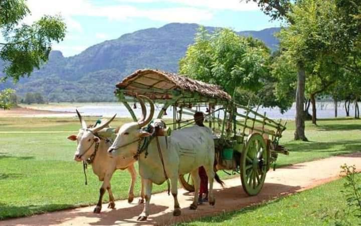 Sigiri Wild Lake Dambulla Exterior foto